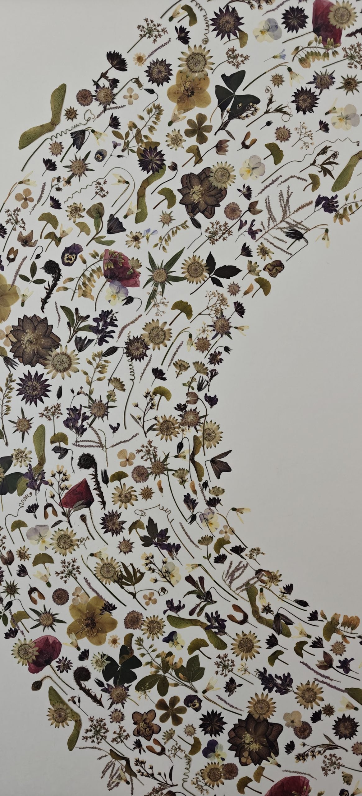 Flower art | Optica